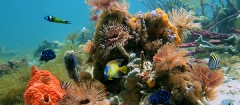 Дайвинг в Таиланде - подводный мир Андаманского моря