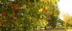 Осень в Москве - Бабье лето - фотографии осени
