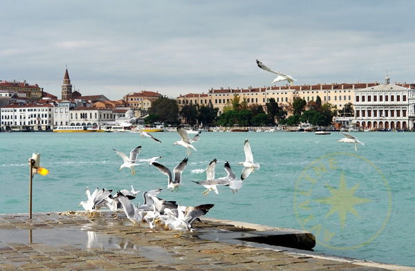 Лагуна Венеции - чайки - Италия