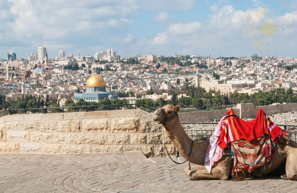 Верблюды в Иерусалиме - Израиль