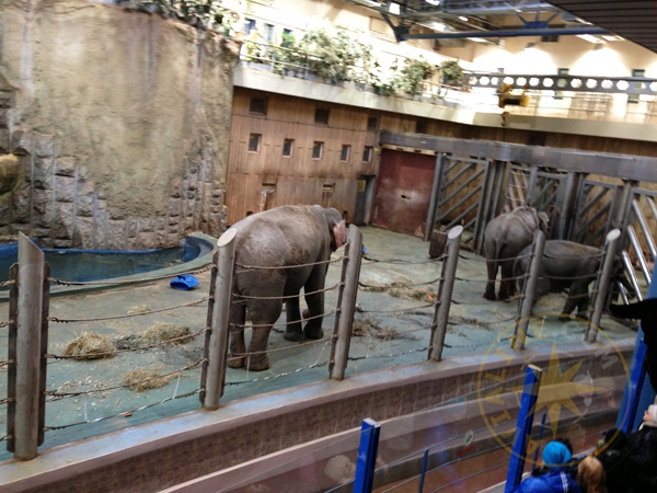 Индийские слоны в московском зоопарке - Россия