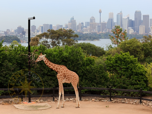 Зоопарк Таронга - Taronga Zoo - жираф - Австралия