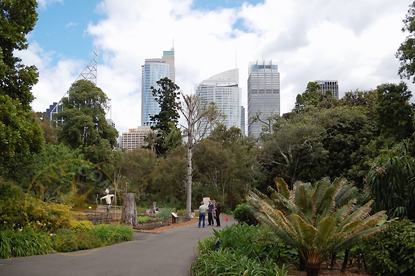 Ботанический сад в Сиднее - Австралия