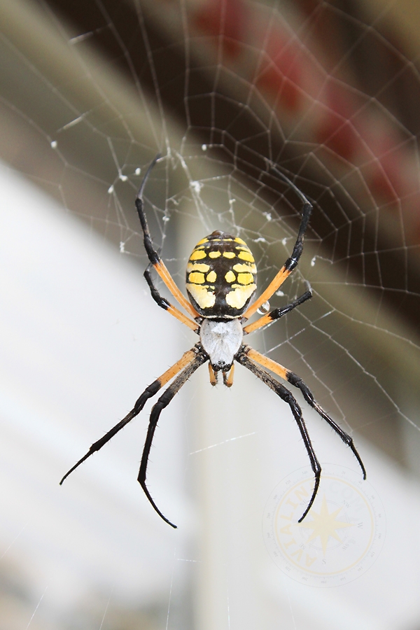 Пауки Австралии - фото паука на паутине - Австралия
