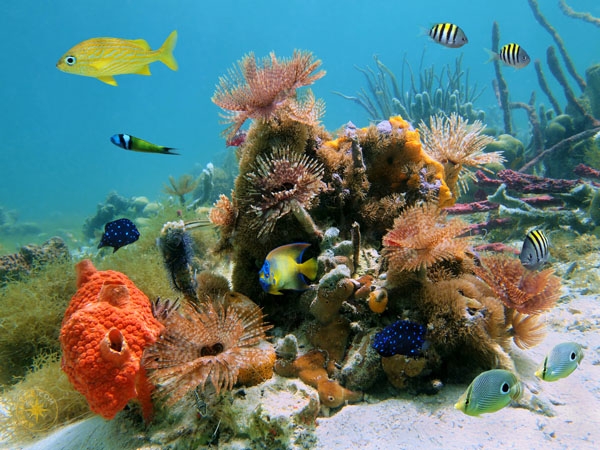 Карибское море - красочный подводный мир - Доминикана