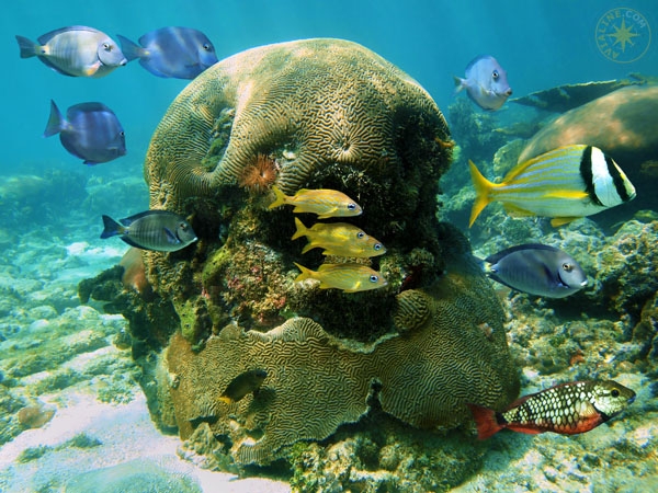 Дайвинг по подводным просторам Карибского моря - Доминикана