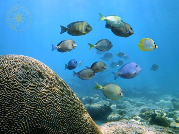 Подводный мир Карибского моря - Доминикана